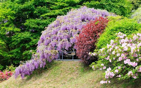 Where To See The Best Wisteria Blooms In Japan This Spring