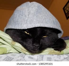 Cat In Hoodie Pfp - bmp-flab