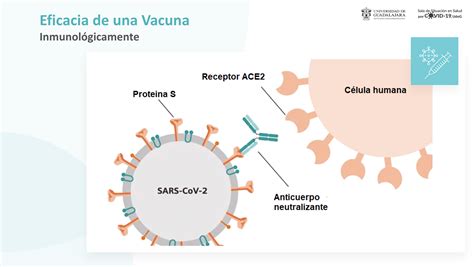 Confirman Importancia De La Segunda Dosis De Vacuna De COVID 19 Genera