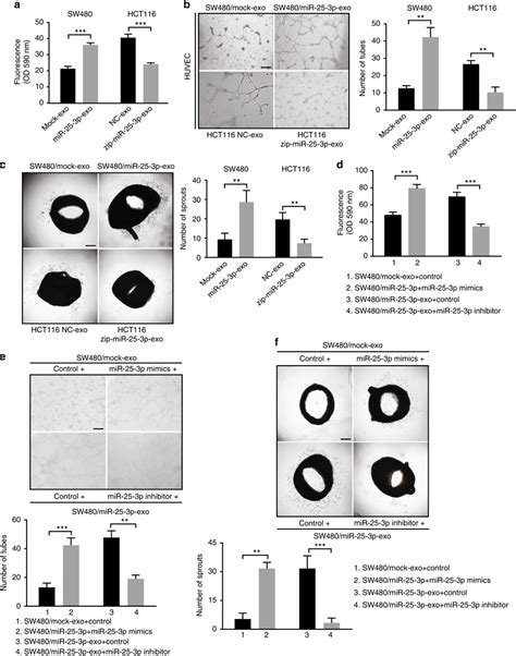 Mir P Induces Vascular Leakiness And Angiogenesis A Permeability