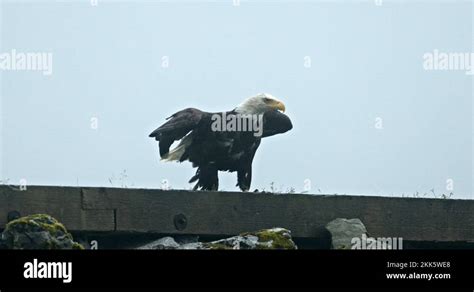 Alaskan Bird Of Prey Stock Videos And Footage Hd And 4k Video Clips Alamy