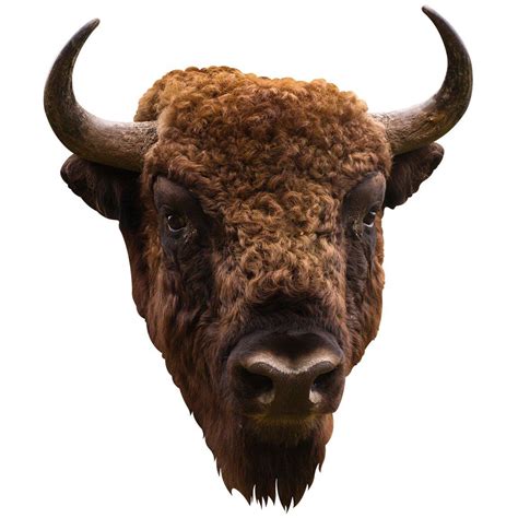 American Bison Mount Wall Decal Feature Wallpaper Taxidermy