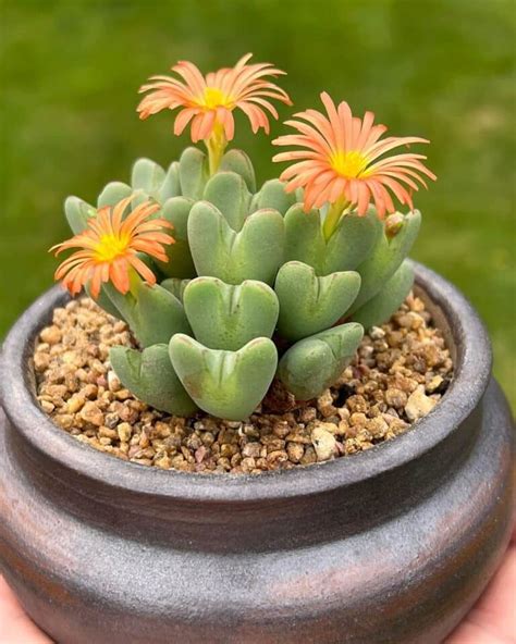 Types Of Popular Conophytum Pictorial Guide