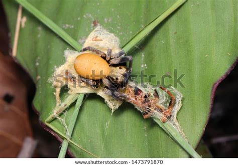 Velvet Spider Stegodyphus Tibialis Female Eresidae Stock Photo