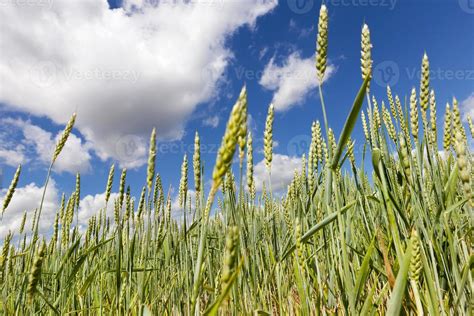 wheat yield, close up 9509132 Stock Photo at Vecteezy