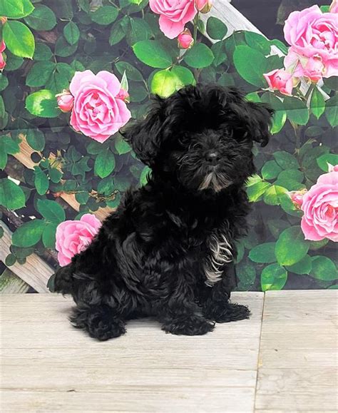 Yorkie-Poo Puppy Black / White ID:7415 Located at Petland Fort Walton Beach, FL