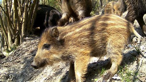 FOTOPUŁAPKA W LESIE DZIKI ORAZ MŁODE WARCHLAKI PASIAKI NAGRANIA Z