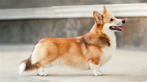 Pembroke Welsh Corgi Breed Information | Our Deer