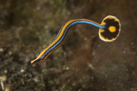 Bluestripe Pipefish Frag Box Corals