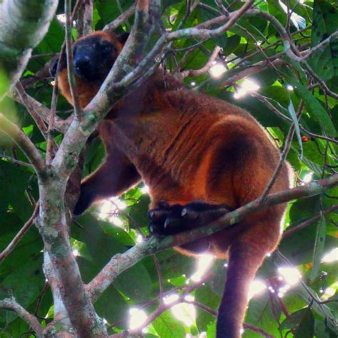 Rare Sighting Lumholtz Tree Kangaroo Skyrail