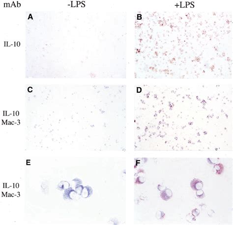 Immunocytochemical identification of the monocyte/macrophage population... | Download Scientific ...