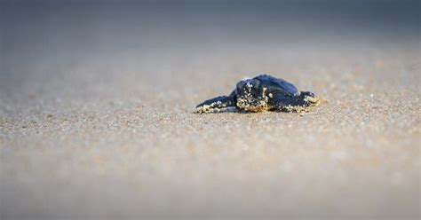 Small Baby Olive Ridley Sea Turtle Hatchling Crawling Towards The Ocean