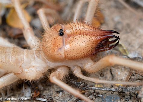 Solifugae Aas American Arachnological Society