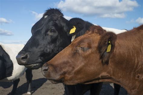 Cows stock image. Image of farm, animals, pasture, beef - 20612997