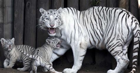 Filhotes de tigre-de-bengala viram sensação em zoo de Buenos Aires