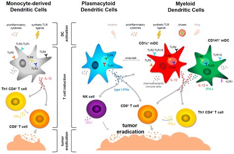 Dendritic Cell Immune System