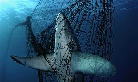 Más De Un Tercio De Los Tiburones Y Rayas Están Al Borde De La