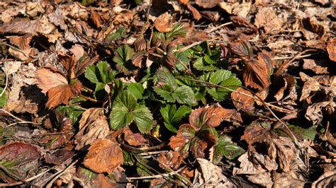 Strawberry Growth Stages How Fast Do Strawberries Grow