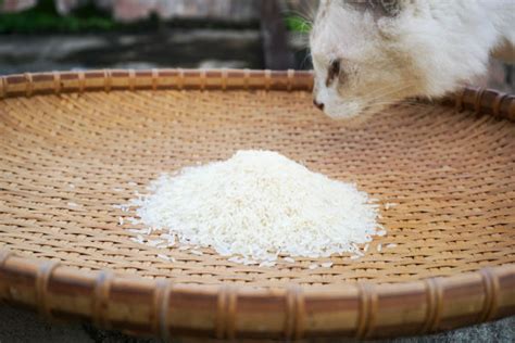 Gato Pode Comer Arroz Revista Meu Pet