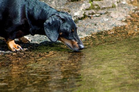 Premium Photo | Dog drinking water