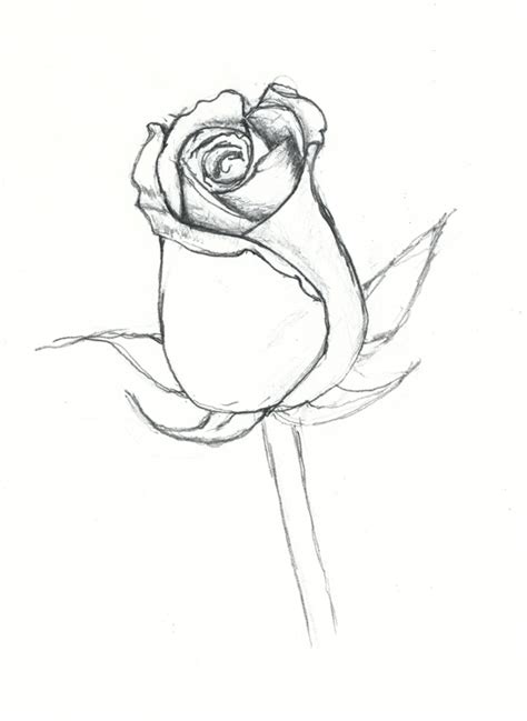 Free Rose Drawing Outline, Download Free Rose Drawing Outline png ...