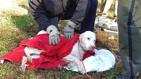 15 Year Old Blind Deaf Dog Rescued From Pond Pet Rescue Report