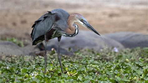 Goliath Heron | BirdForum