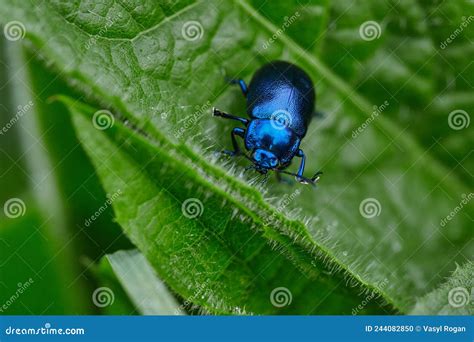 Blue Beetle On Thistle Leaf Bright Blue Dung Beetle Stock Photo