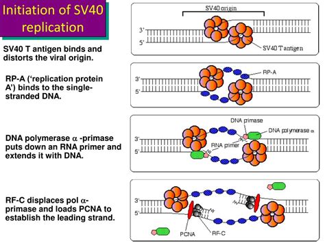 Antibiotics Bind To Rna Polymerase And