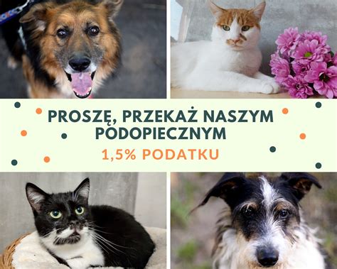 Schronisko dla zwierząt w Chojnicach Proszę przekaż naszym