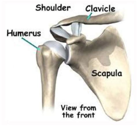 Ball And Socket Joint Diagram