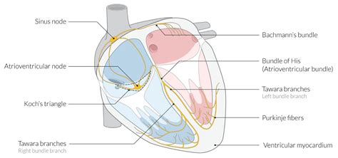 Atrioventricular Node