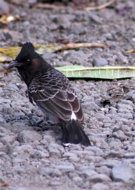 Album Oiseaux De Polynesie Rencontres Avec Les Oiseaux Les Animaux