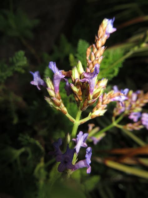 Canary Island Lavender Lavandula Canariensis - Local Seeds