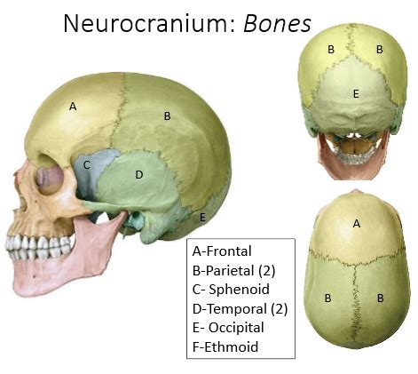 Skull Cranial Nerves And Orbit Flashcards Quizlet