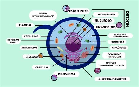 Imagem Da Célula Animal - 8