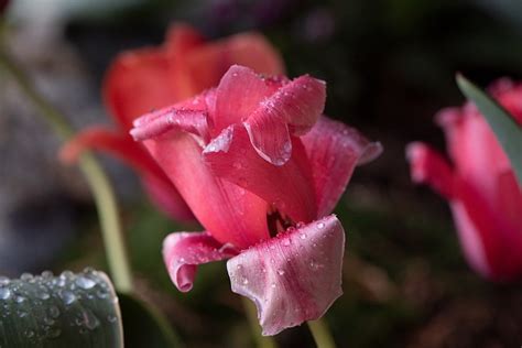 Tulips Red Garden Free Photo On Pixabay Pixabay