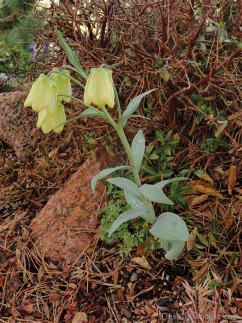 Famous Fritillaria Pallidiflora Flowers Desi Comments