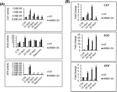 Antioxidant Enzymatic Activity A Enzymatic Activity Of Superoxide