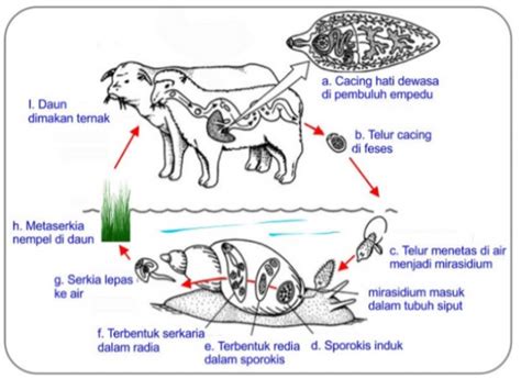 Perhatikan Daur Hidup Fasciola Hepatica Berikut