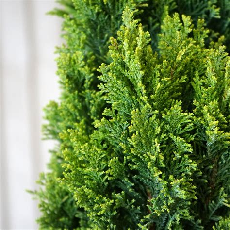 Small Evergreen Trees for Small Gardens & Pots | Ornamental Trees