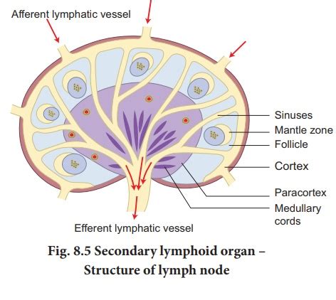 Structure Of Lymphoid Organs