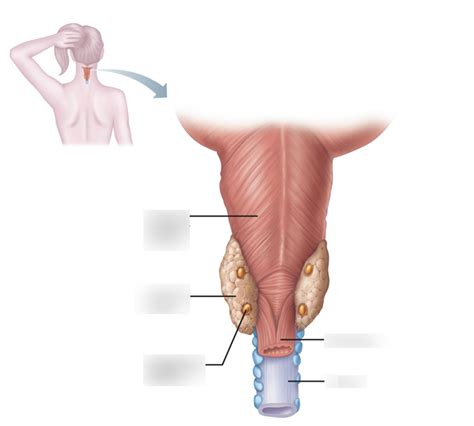 Parathyroid And Thyroid Glands Diagram Quizlet