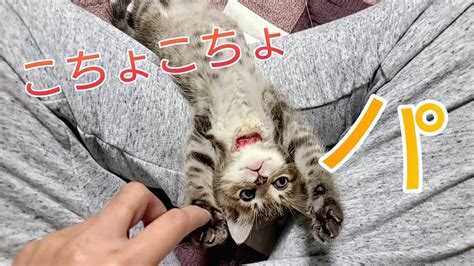 【保護猫】子猫に こちょこちょパー したらかわいすぎた Tickle A Kitten Youtube