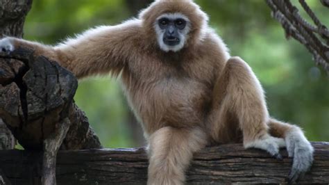 Gibbon que come donde vive características y curiosidades Vida con