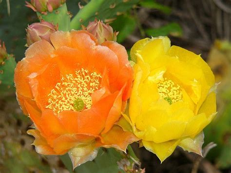 Texas Prickly Pear Cactus Prickly Pear Cactus 03 Texas Other State