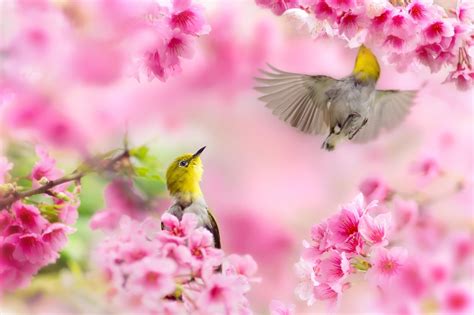 Spring Bird Desktop Wallpaper (81+ images)