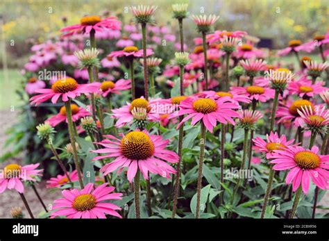 Echinacea Purpurea Pink Shimmer Coneflower In Bloom In The Summer