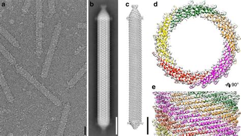 Cryo Em And D Reconstruction Of Apbv A Cryo Electron Micrograph