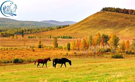 Goose Farm For Sale In Russia 12 000 Geese Russian